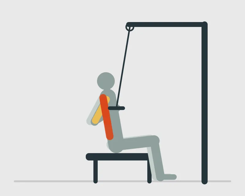 Wide-Grip Pulldown, end position